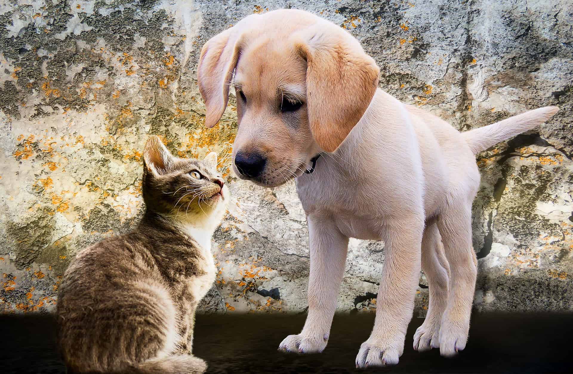 Necesidades básicas de perros y gatos - Veterinarium