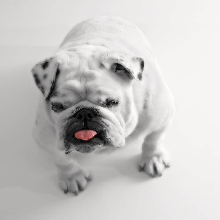 Bulldog - Una de las razas predispuestas - Veterinarium