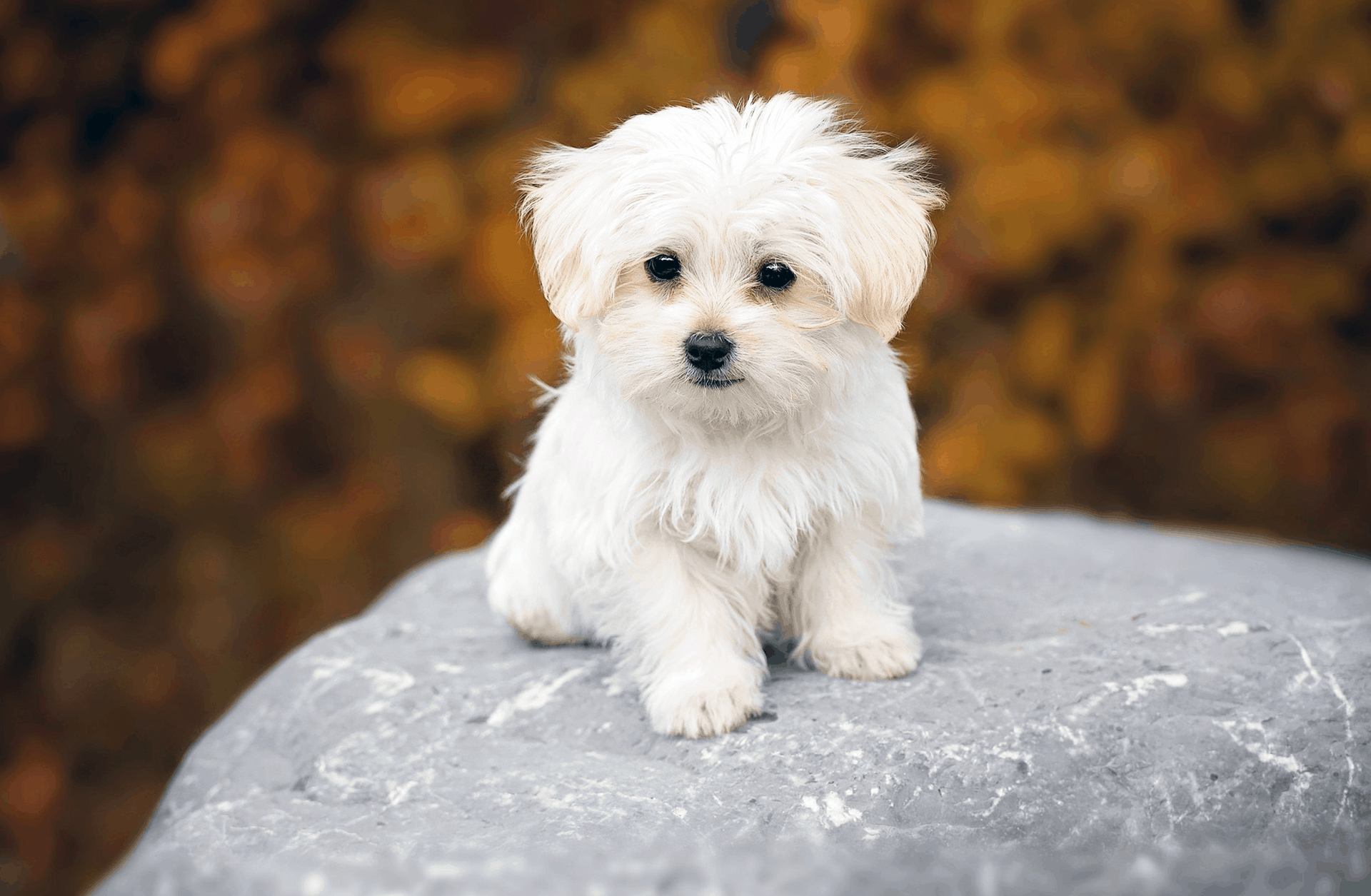 Amazoncom KylePet Cepillo para perros cepillo de doble cara para  mascotas con mango de bambú para perros y gatos pelo largo peine de aseo  para mascotas para eliminar desprendimientos enredos y pelaje