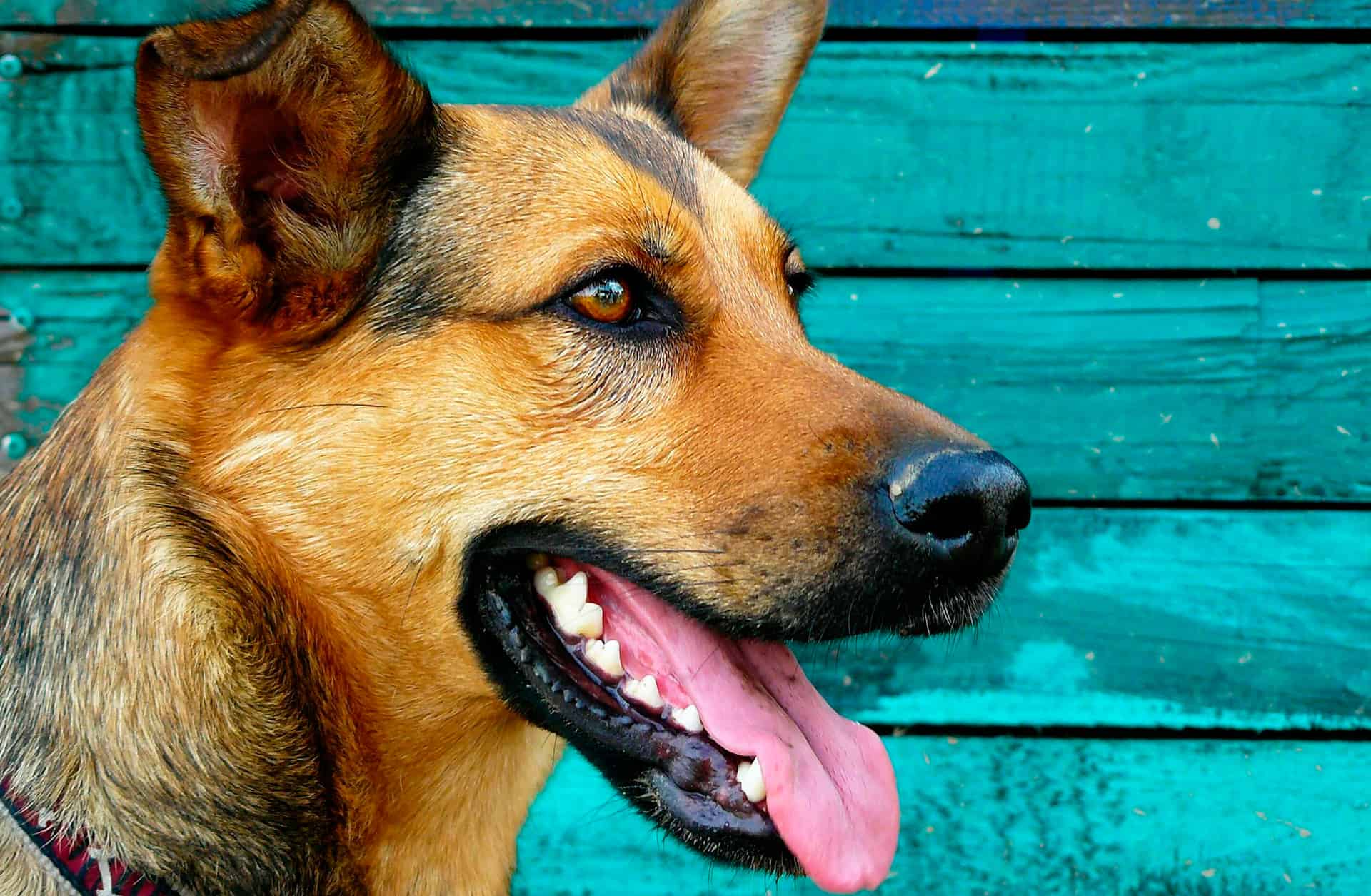 Higiene oral de nuestros perros... ¡por su salud y por la nuestra! - Veterinarium