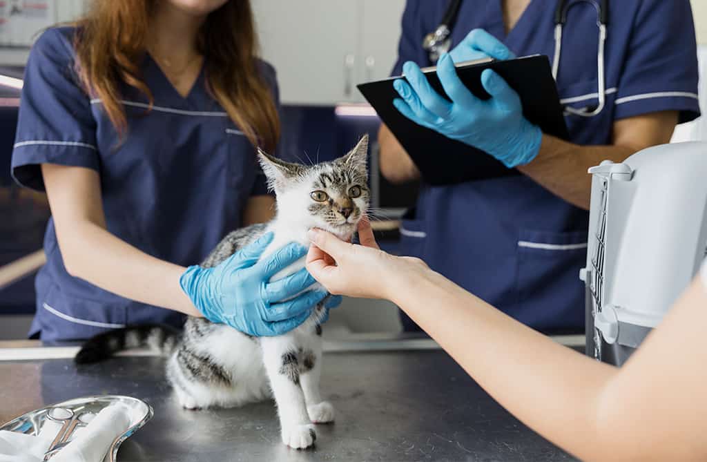 ¿Realmente es necesario llevar el gato al veterinario?