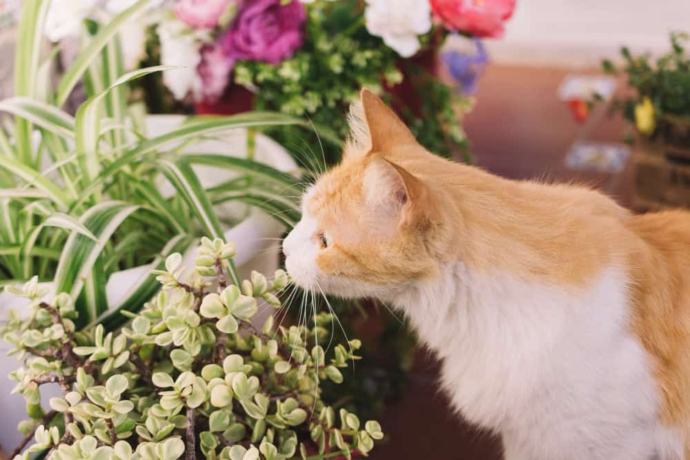 Plantas tóxicas para perros y gatos: lo que debes saber para protegerlos