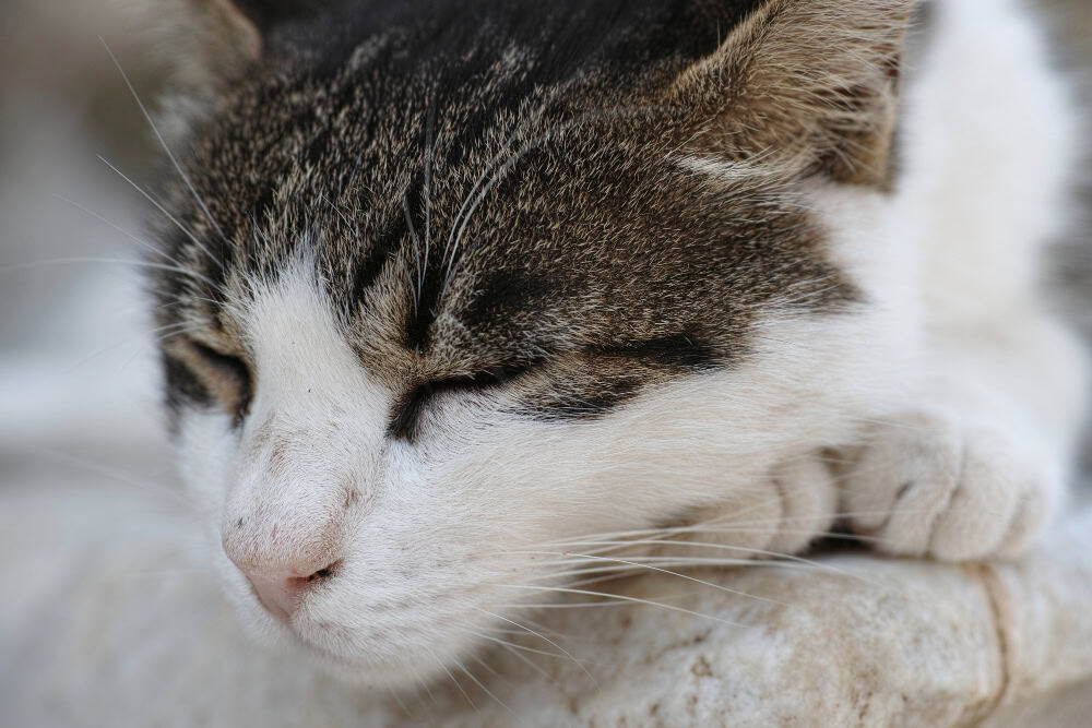 Asma felino: cuando tu gato respira con dificultad